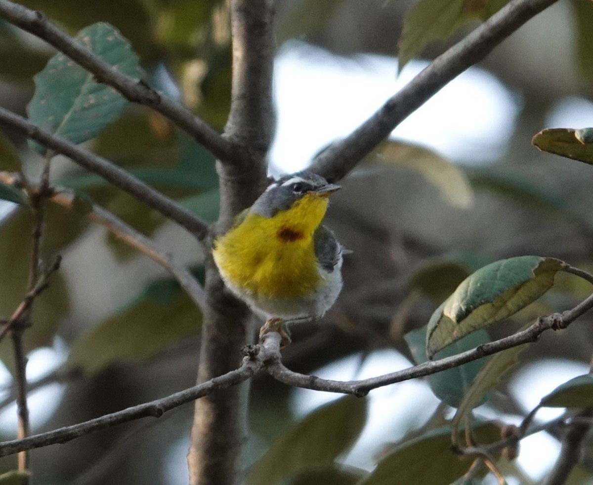 Crescent-chested Warbler - Eric Hough