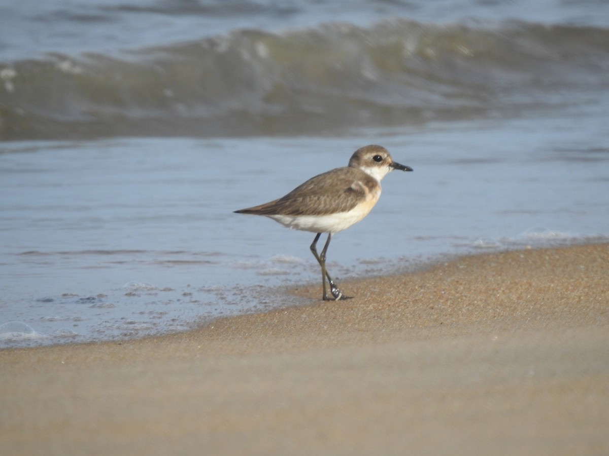 eBird Checklist - 28 Aug 2022 - Chavakkad Puthan Kadappuram - 26 ...