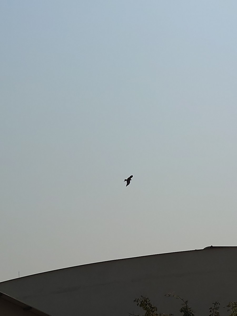 Black Kite (Yellow-billed) - ML479614371