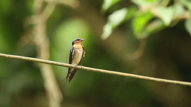 Pacific Swallow - ML479632