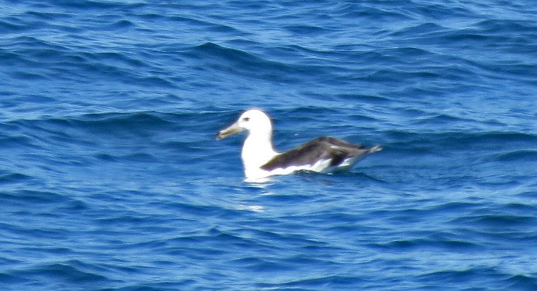 Albatros à sourcils noirs - ML47963281