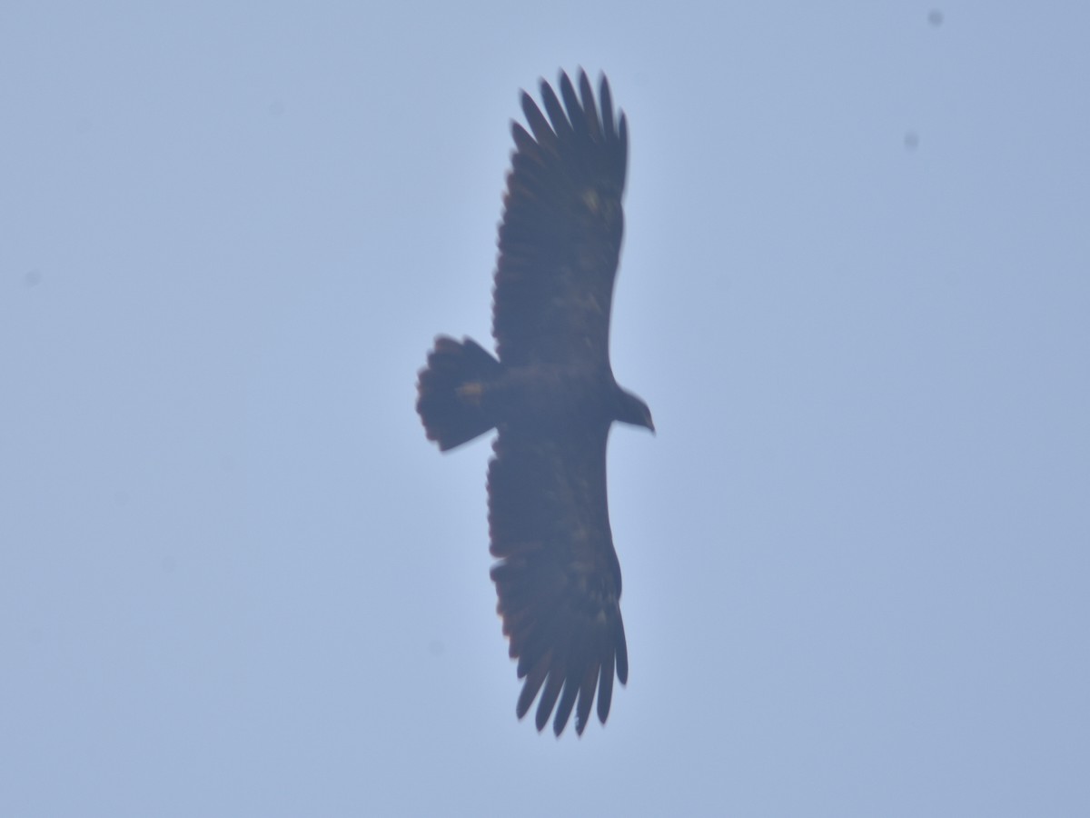 Lesser Spotted Eagle - Metin Güzeliş