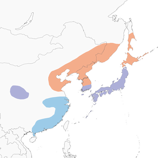Distribution of the Bull-headed Shrike - Range Map