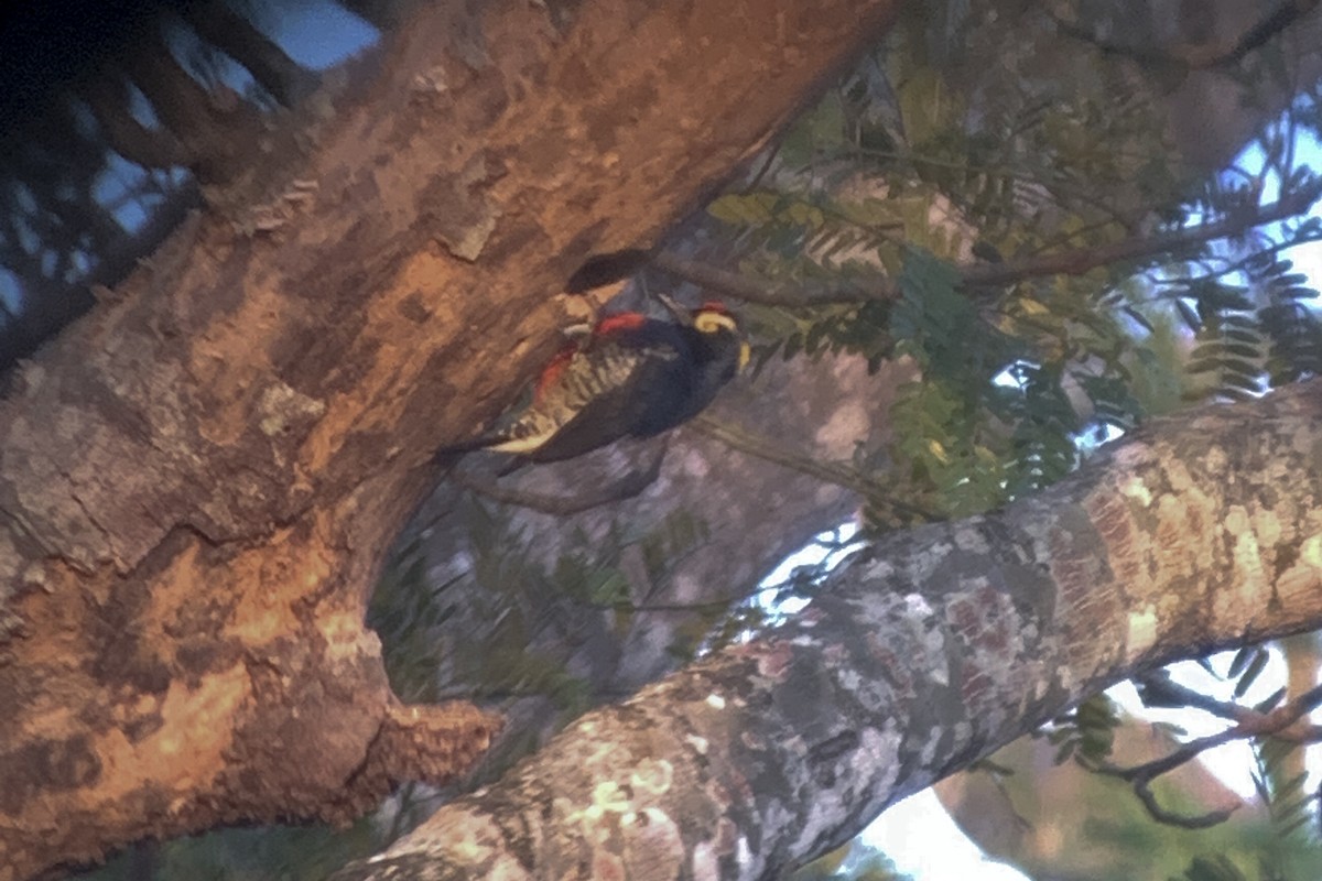 Yellow-tufted Woodpecker - ML479638711