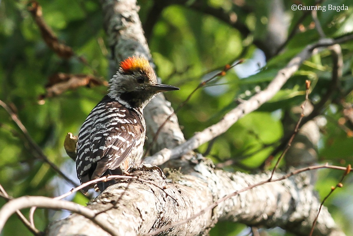 Brown-fronted Woodpecker - Gaurang Bagda