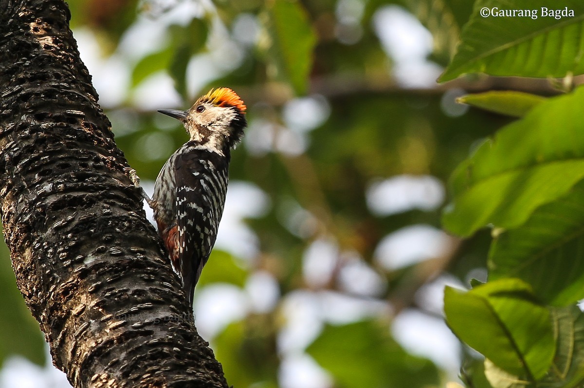 Brown-fronted Woodpecker - ML479638761