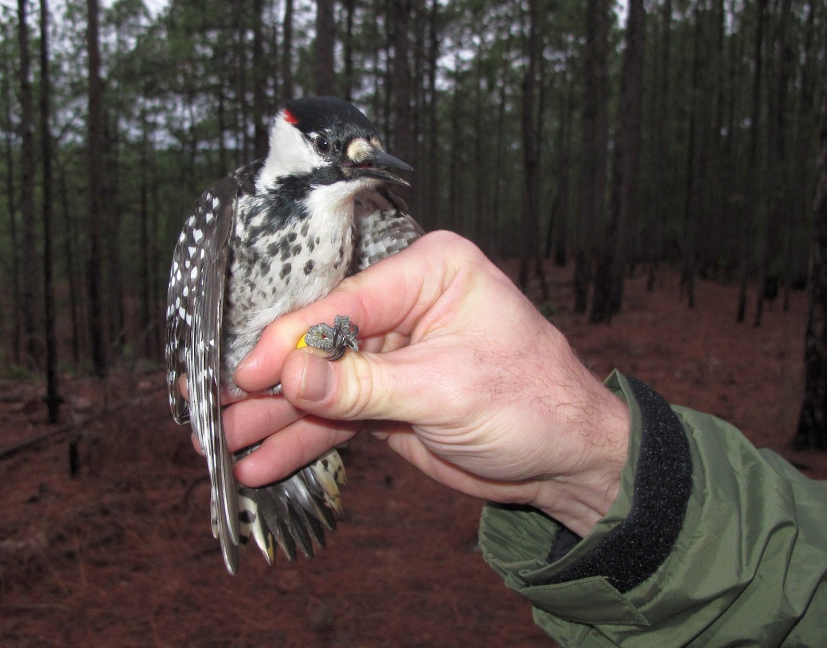 Red-cockaded Woodpecker - Eric Soehren