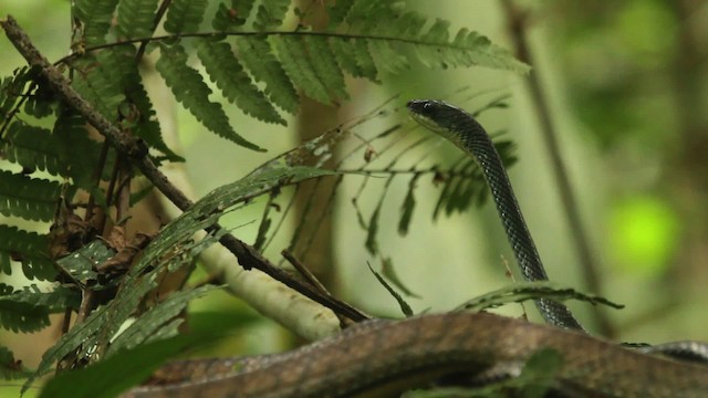 Lizards and Snakes - ML479641