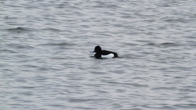 Tufted Duck - ML479642