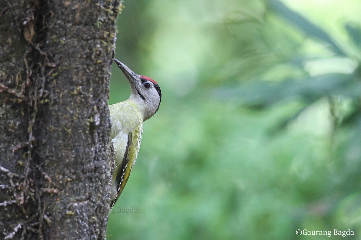 Gray-headed Woodpecker - ML479642461