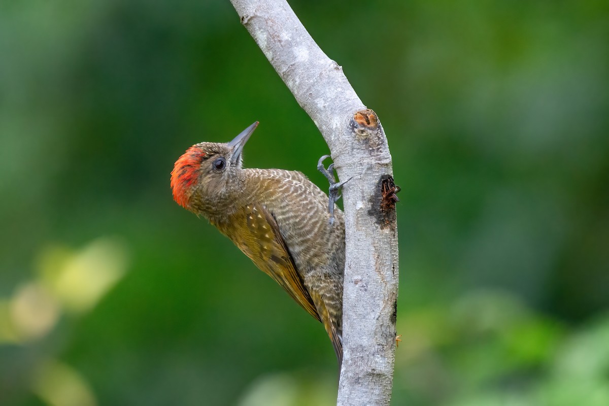 Little Woodpecker - Marcos Eugênio Birding Guide