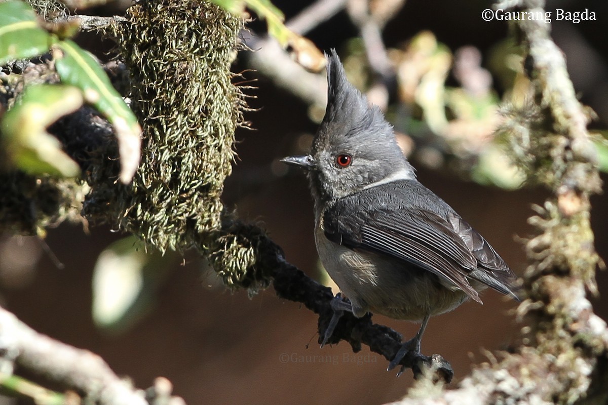 Gray-crested Tit - ML479645181