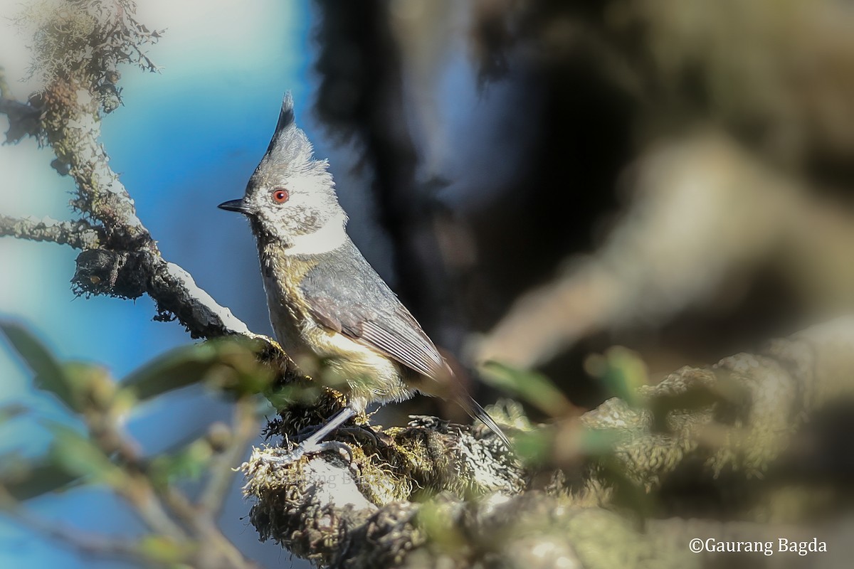 Gray-crested Tit - ML479645191