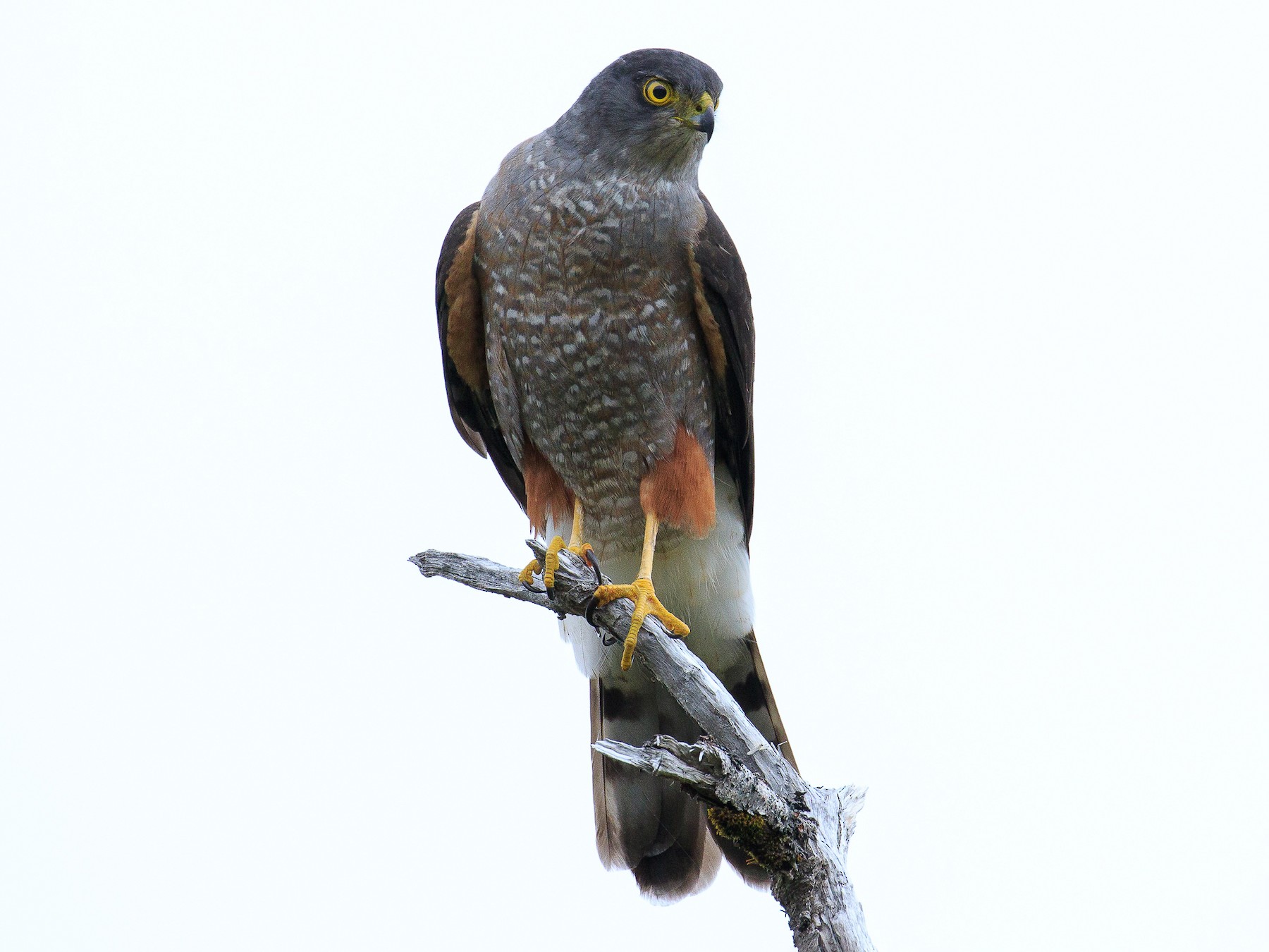 Chilean Hawk - Fabián Guerrero