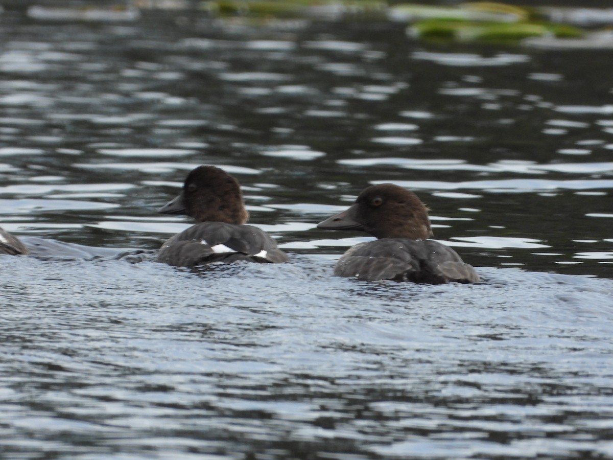 New Hampshire eBird Checklist - 17 Aug 2022 - Rainey Lake - 3 species