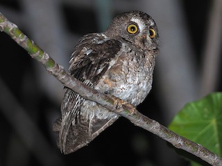  - Wetar Scops-Owl