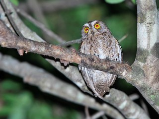  - Wetar Scops-Owl