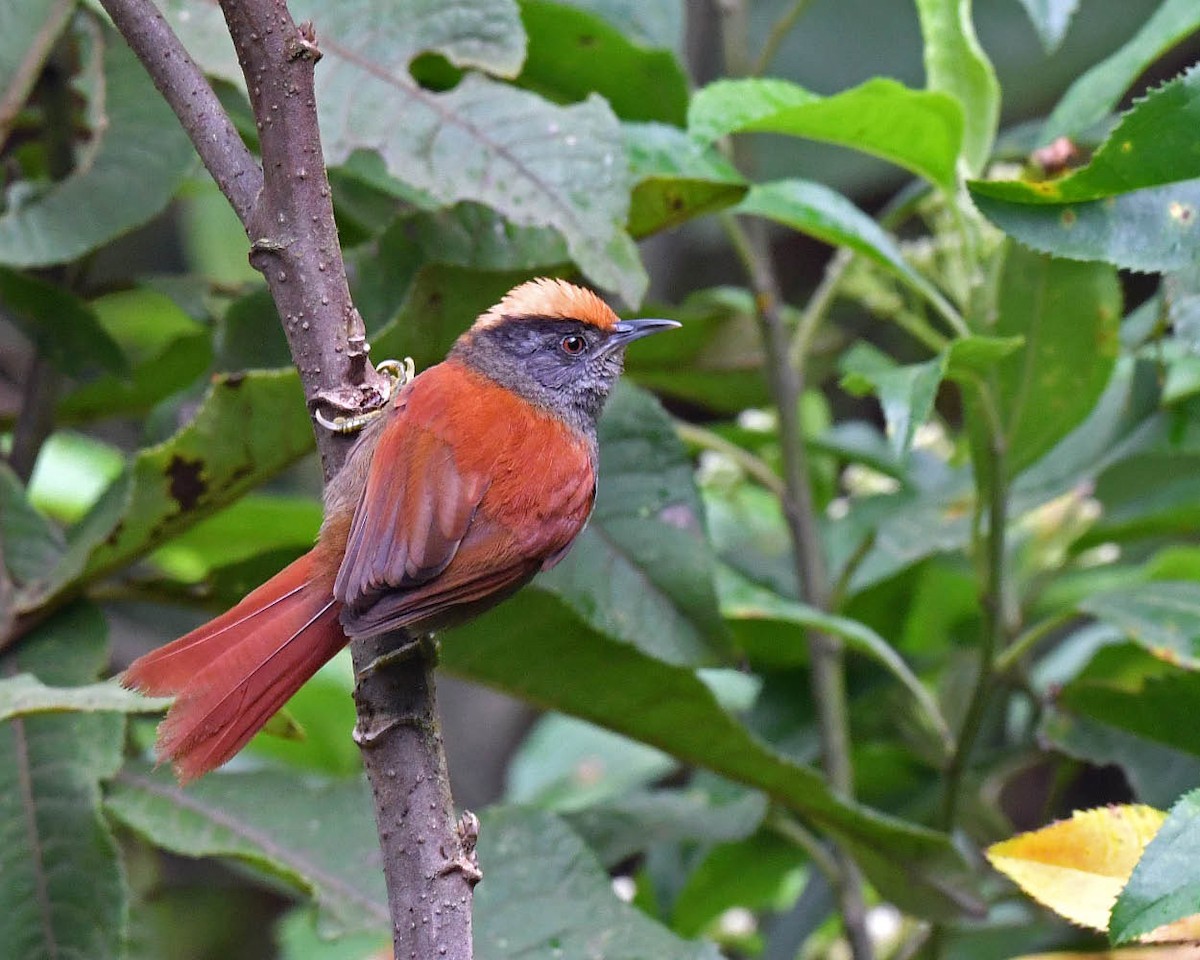 Light-crowned Spinetail - ML479652771
