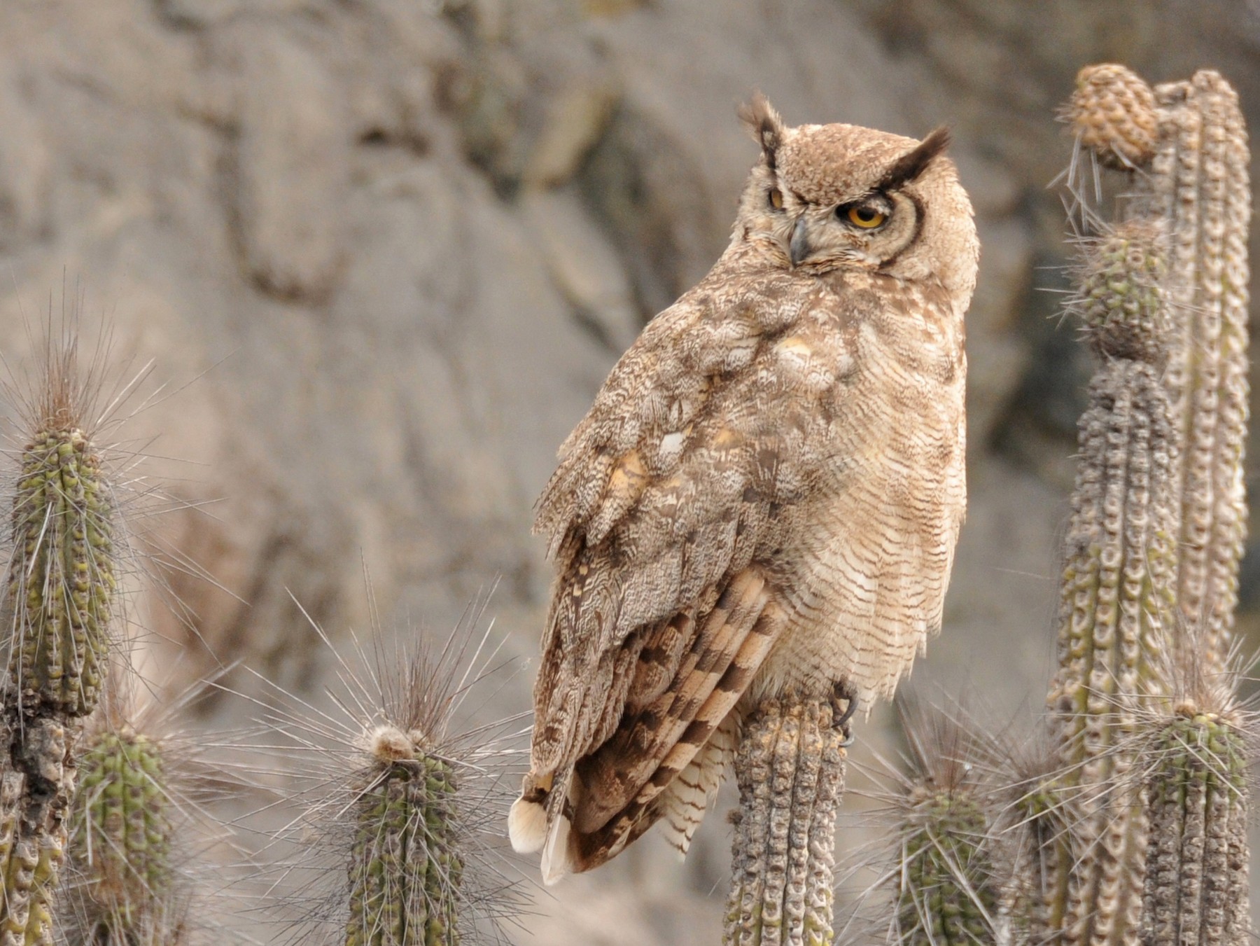 Lesser Horned Owl - Philippe DANDOIS