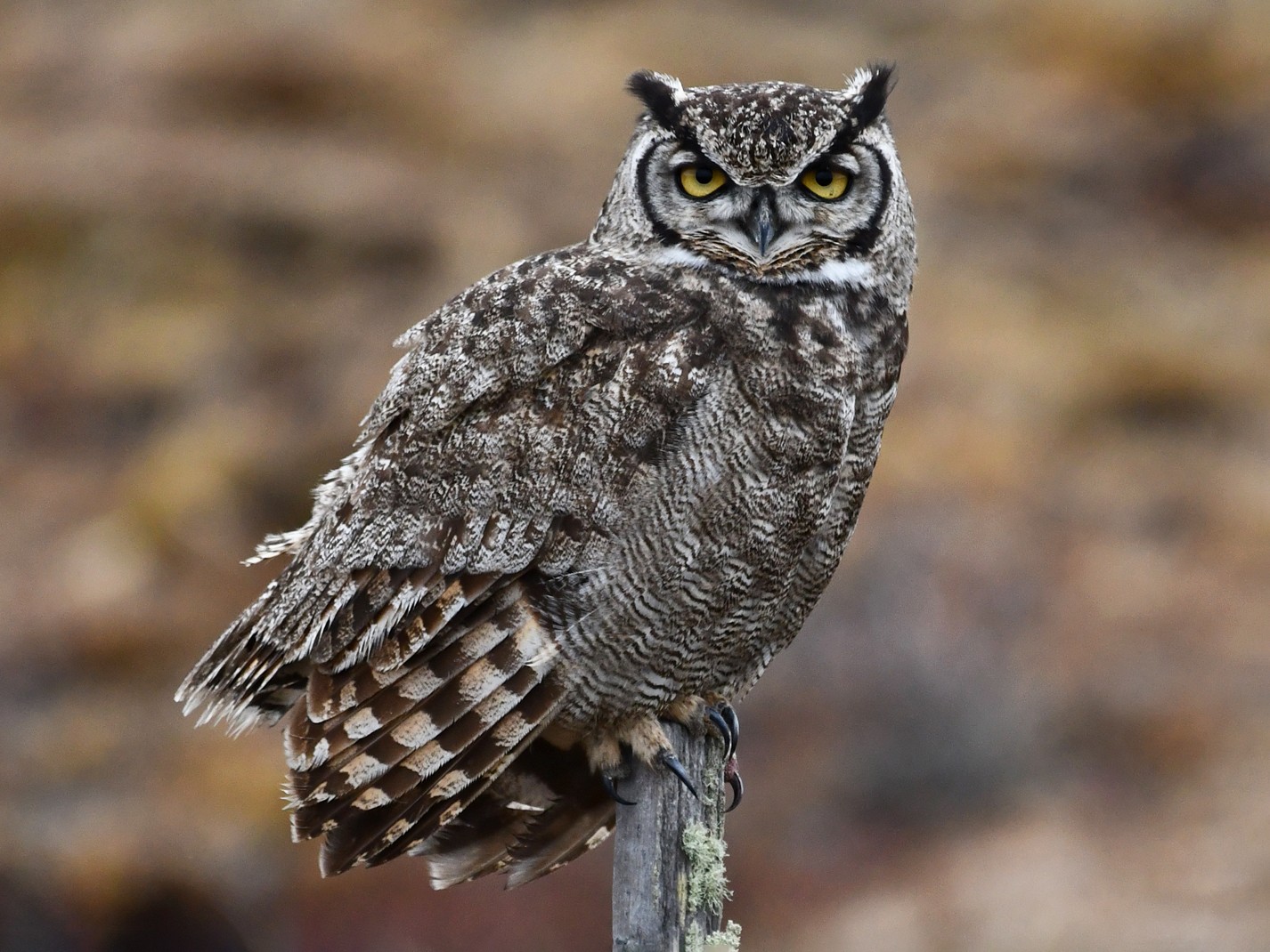 Lesser Horned Owl - Ricardo  Matus
