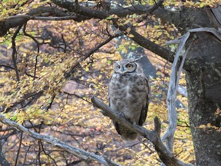  - Lesser Horned Owl