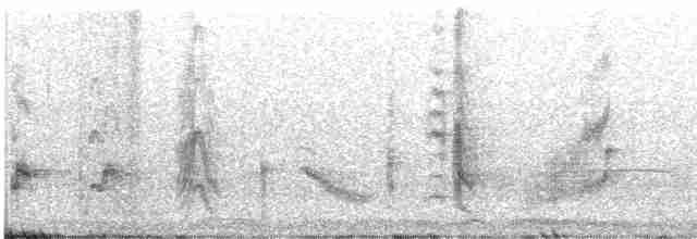 Long-tailed Shrike (schach) - ML479656771