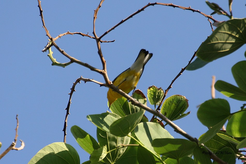Prothonotary Warbler - ML479658681