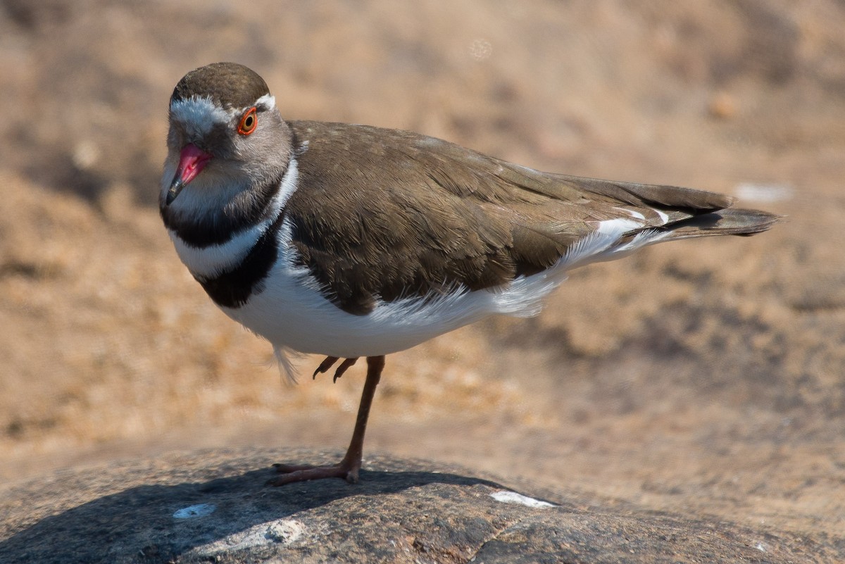 Three-banded Plover - ML479659621