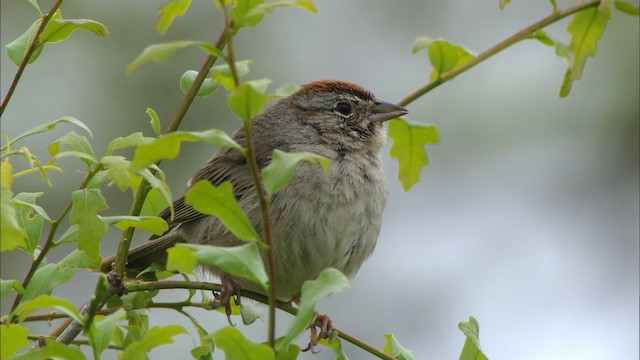 Rufous-crowned Sparrow - ML479661