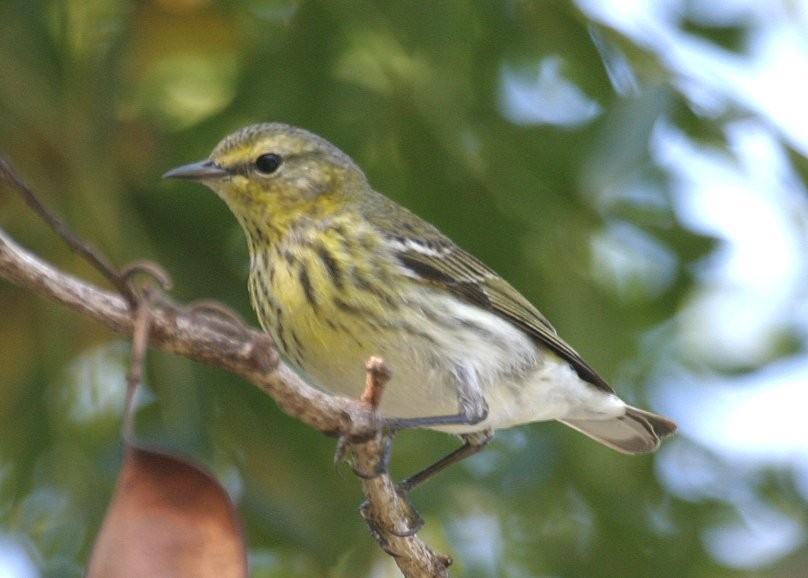 Cape May Warbler - ML479661591