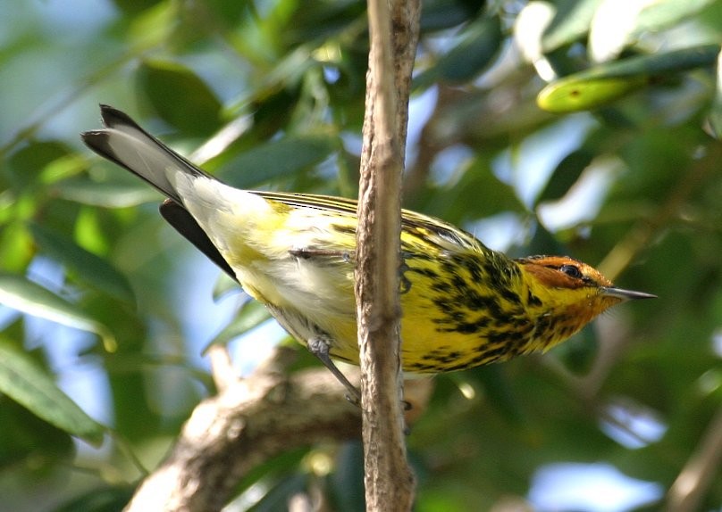 Cape May Warbler - ML479661621