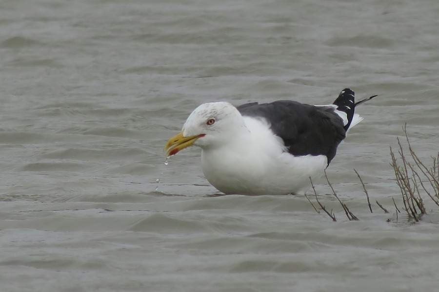 Lesser Black-backed Gull - Cédric Mroczko