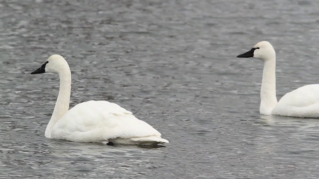 Tundra Swan (Whistling) - ML479668