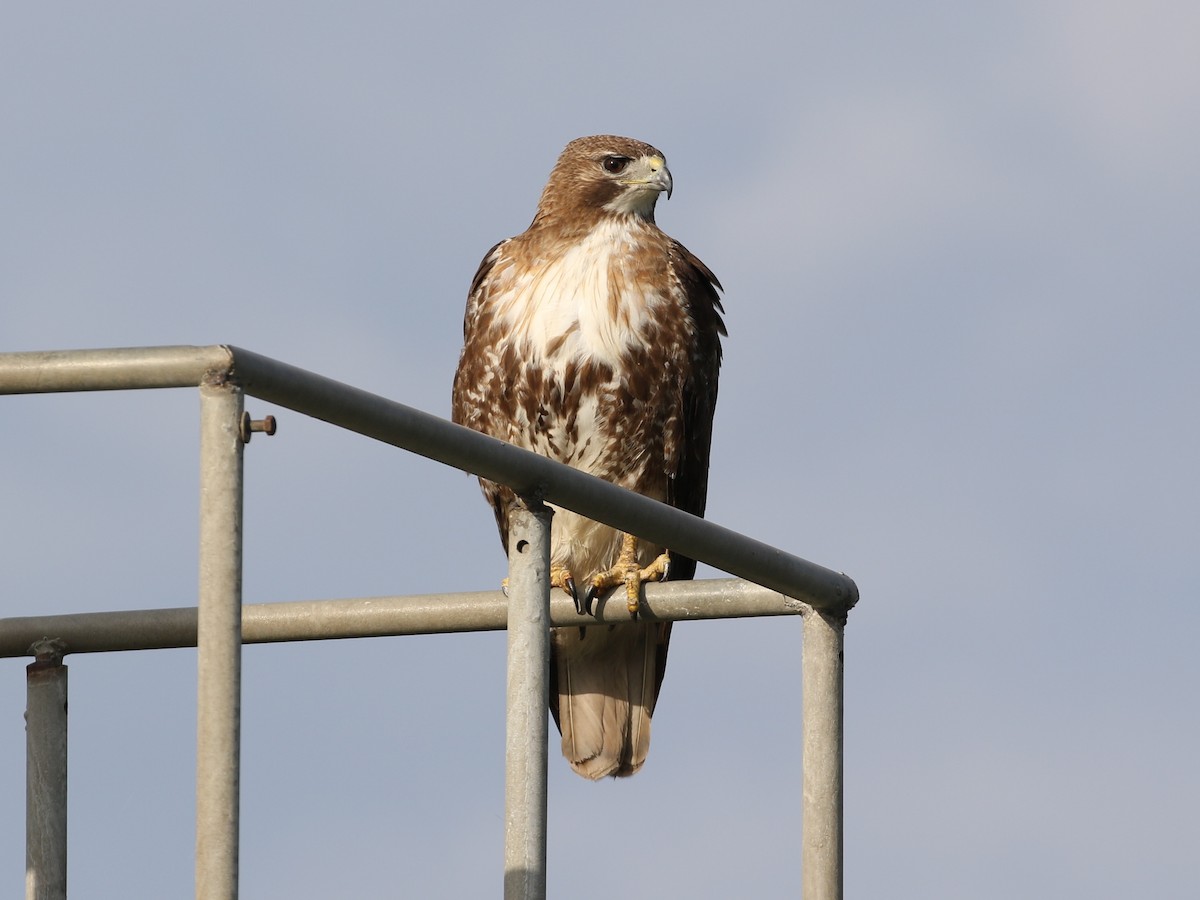 Red-tailed Hawk - ML479670471