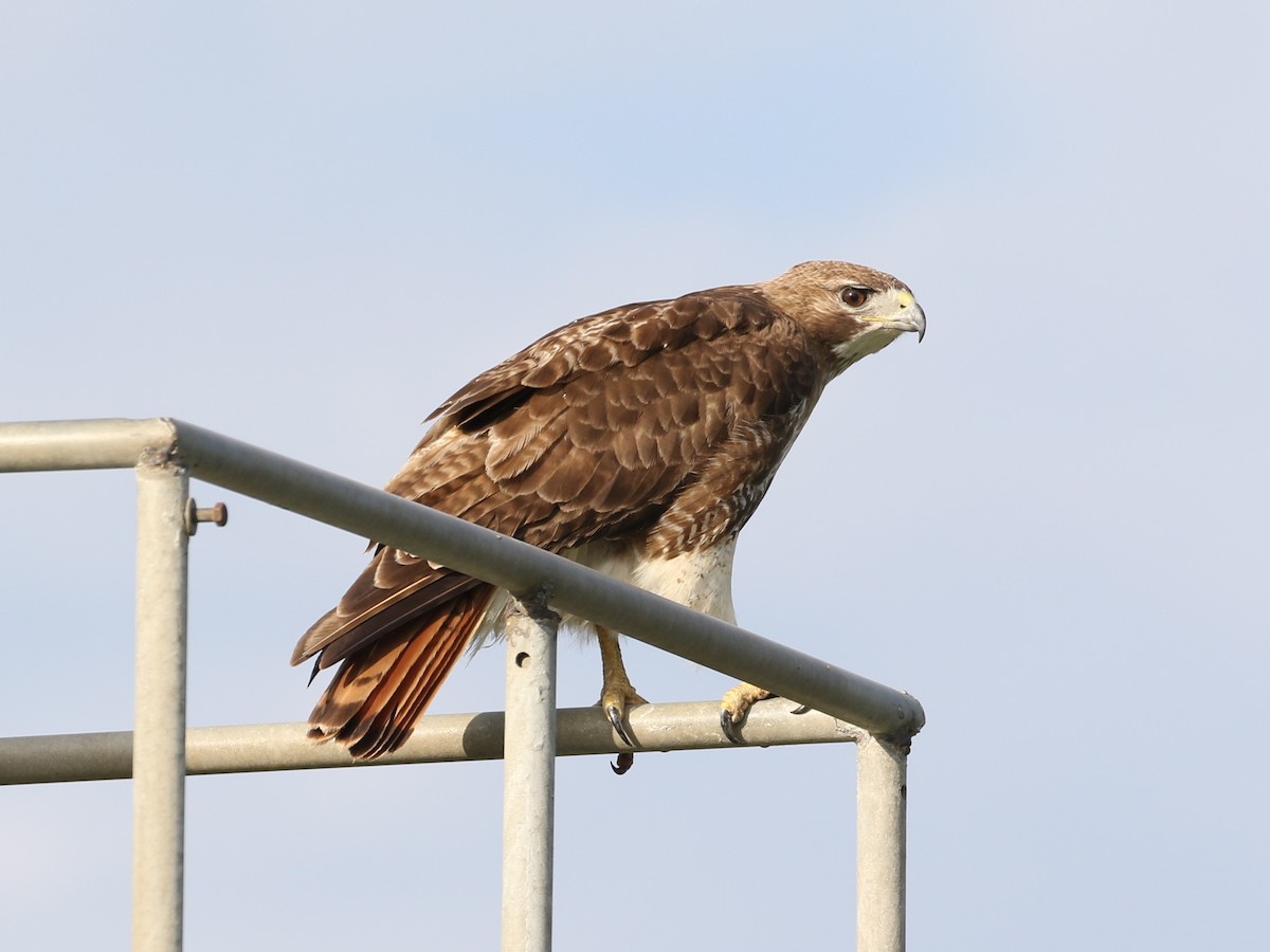 Red-tailed Hawk - Steve Calver