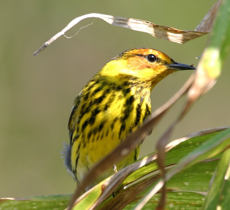 Cape May Warbler - ML479671881