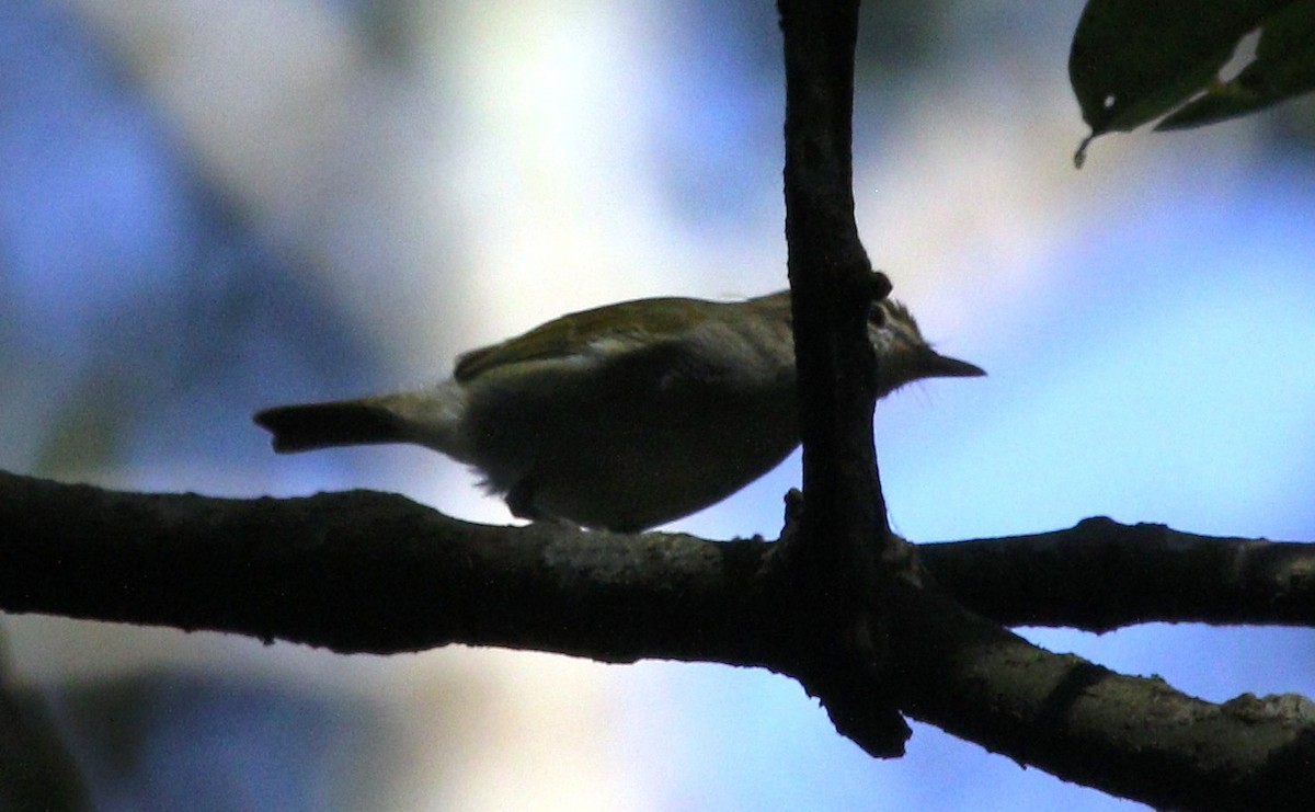 Uganda Woodland-Warbler - Victor Ikawa
