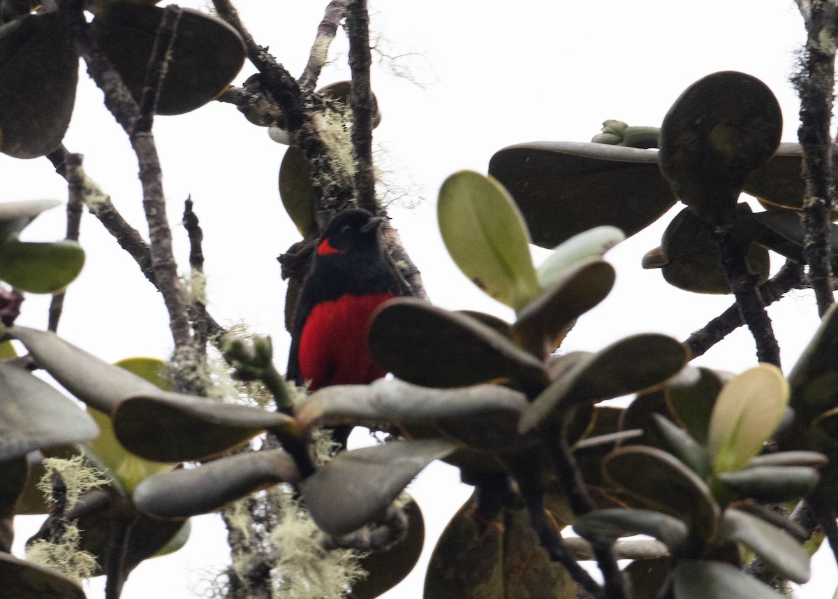 Scarlet-bellied Mountain Tanager - ML479676641