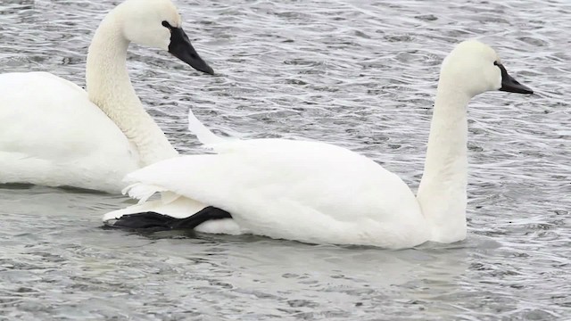 Tundra Swan (Whistling) - ML479678