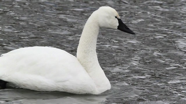 Tundra Swan (Whistling) - ML479679