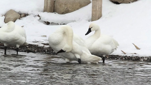 Tundra Swan (Whistling) - ML479684