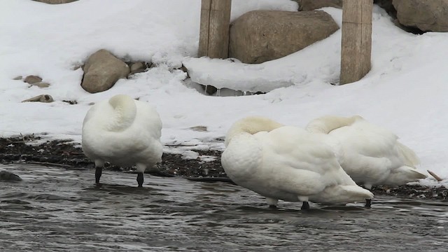Tundra Swan (Whistling) - ML479685