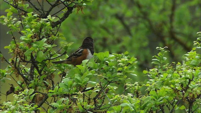 Spotted Towhee - ML479688