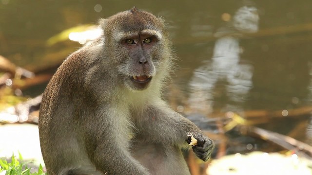 Long-tailed Macaque - ML479694