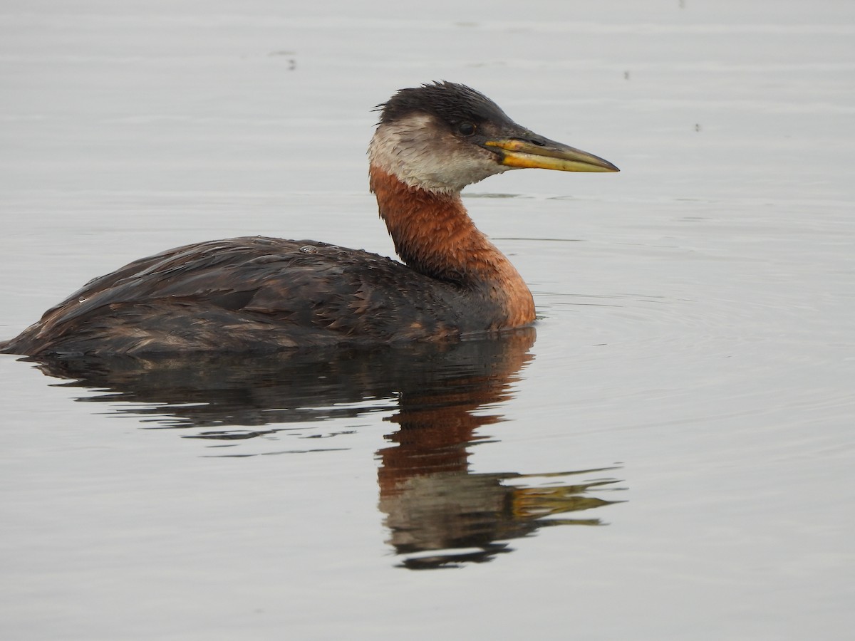 Red-necked Grebe - Palm Warbler