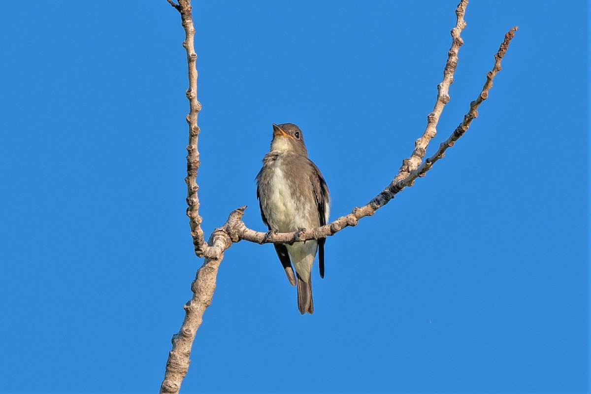 eBird Checklist 30 Aug 2022 Densmore Park, Lincoln USNE 40.74584