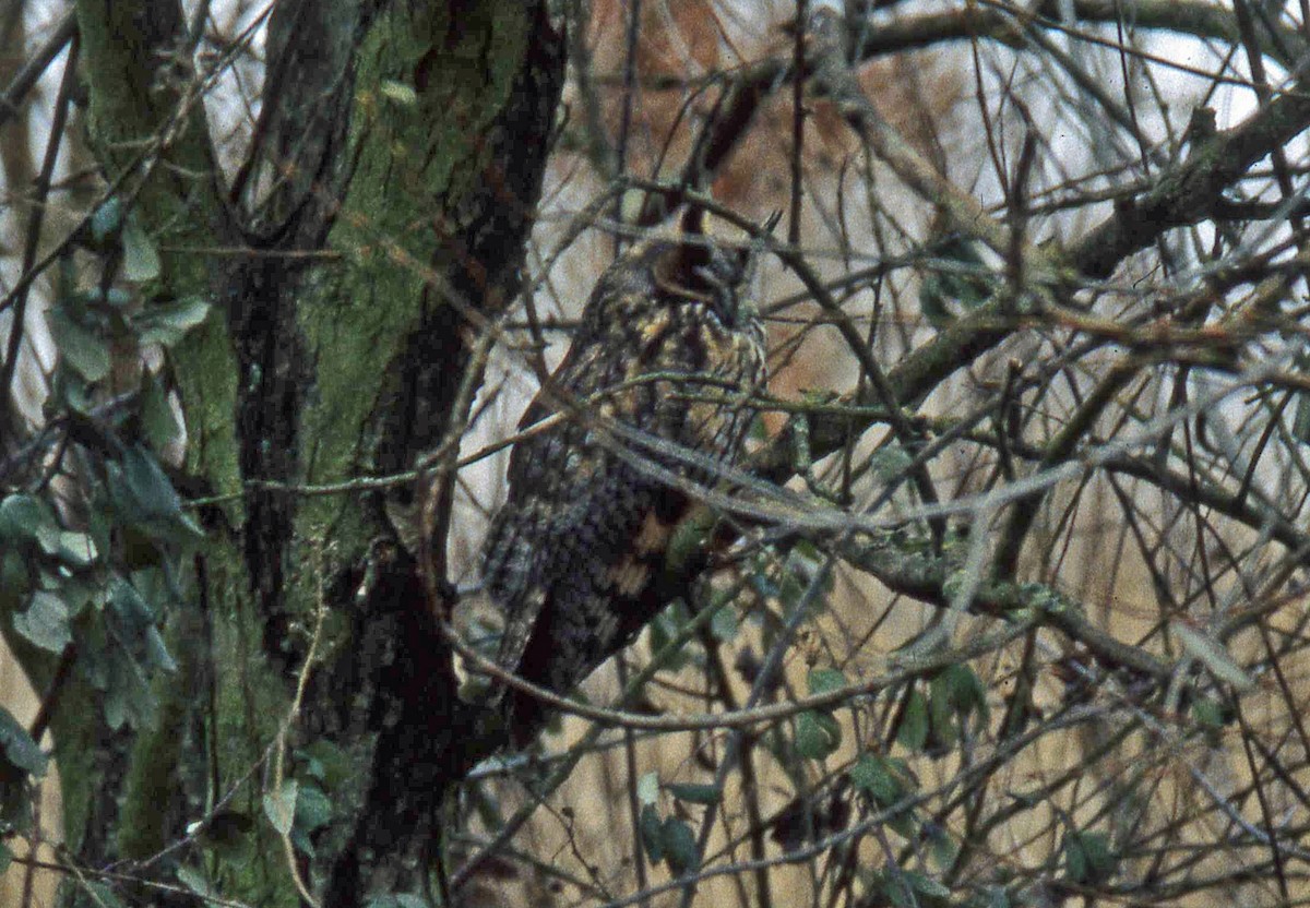 Long-eared Owl - Nigel Voaden