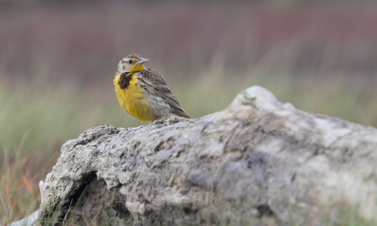 Western Meadowlark - ML479705871