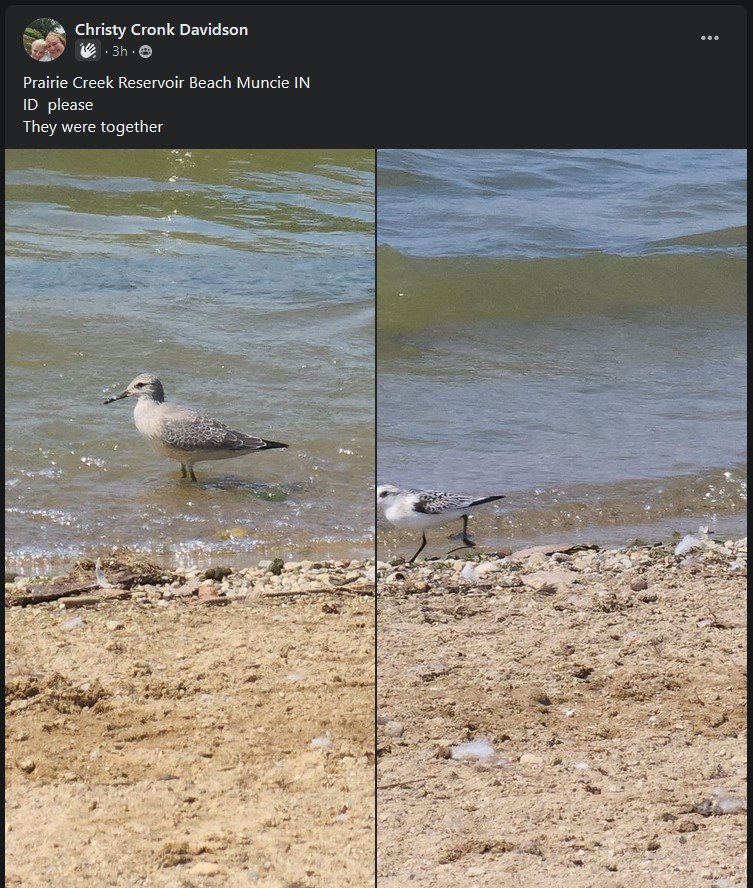 Red Knot - ML479706771