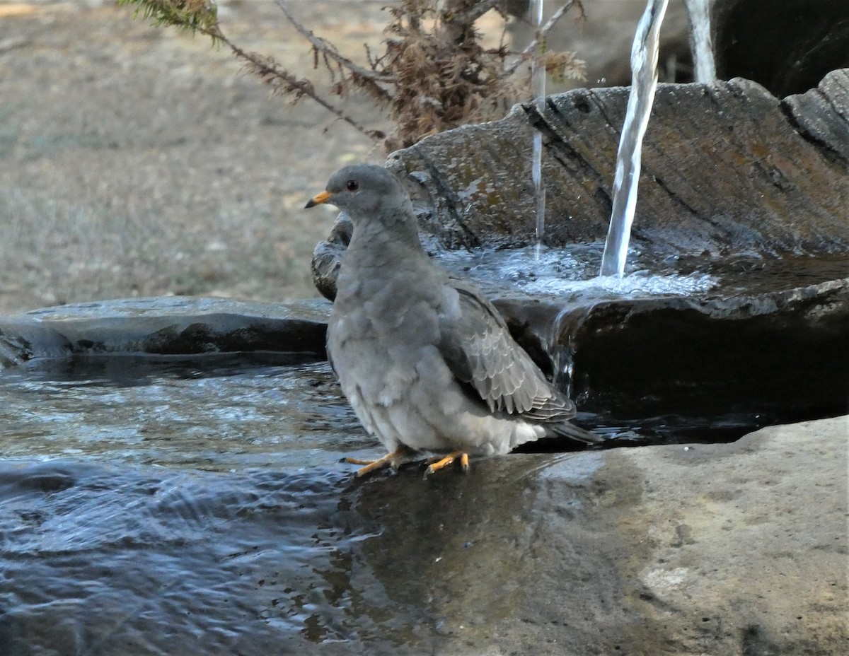 Band-tailed Pigeon - ML479707161